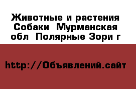 Животные и растения Собаки. Мурманская обл.,Полярные Зори г.